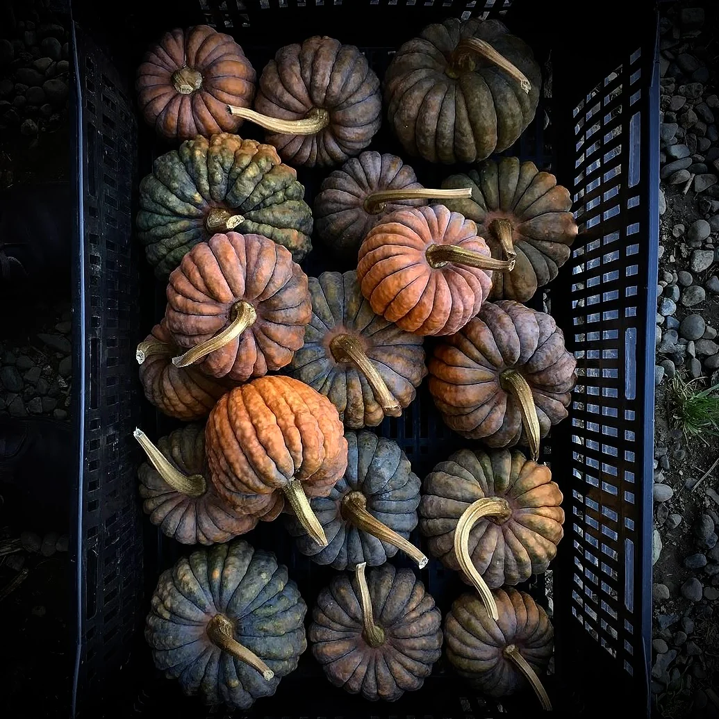 Squash Seeds